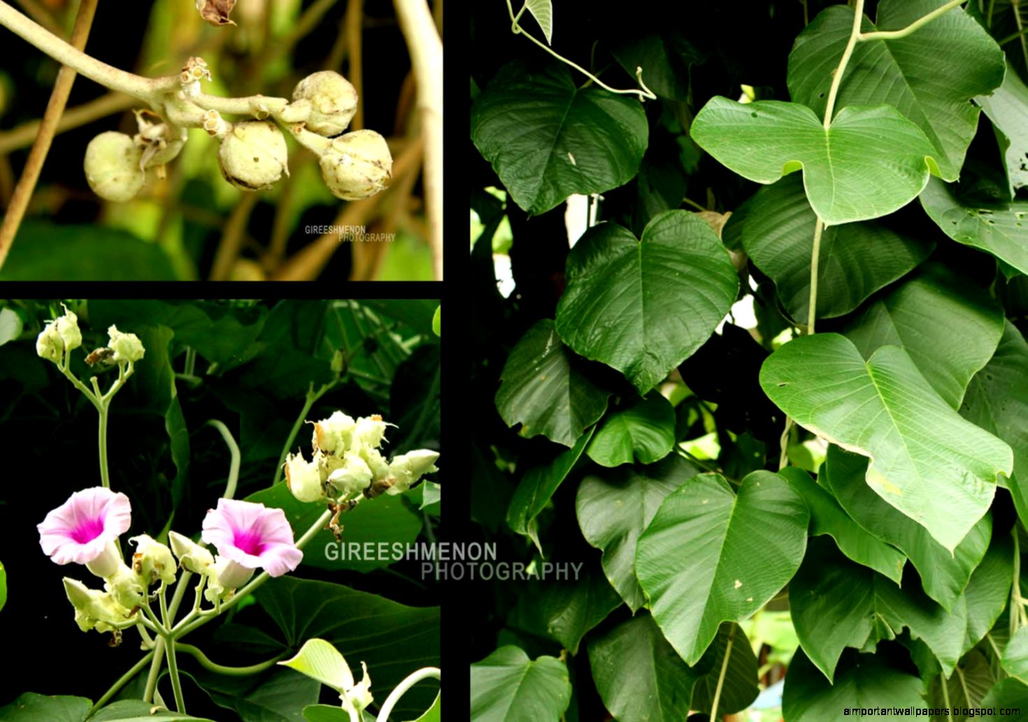 creeper page 12 seourpicz creeper page 12 seourpicz