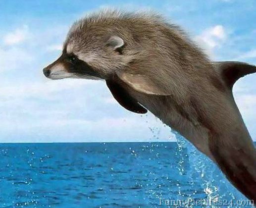 Funny dolphins picture ONLINE NEWS ICON