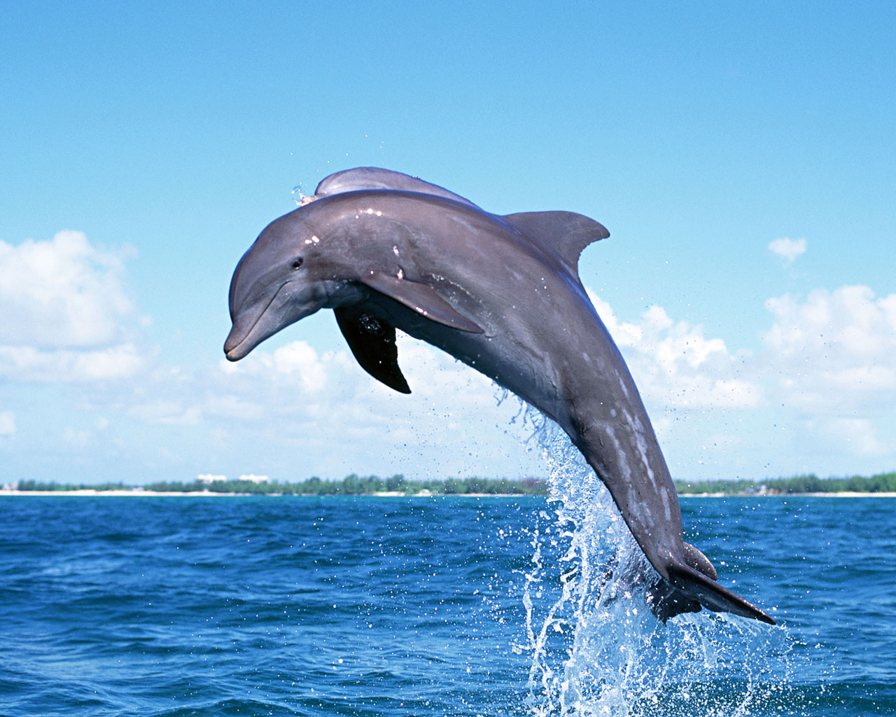 Dolphin is an animal or fish Interesting facts and photos 63 Dolphin is an animal or fish Interesting facts and photos 55