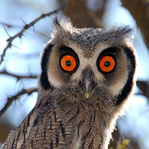 [Image: wide+eyed+owl.png]