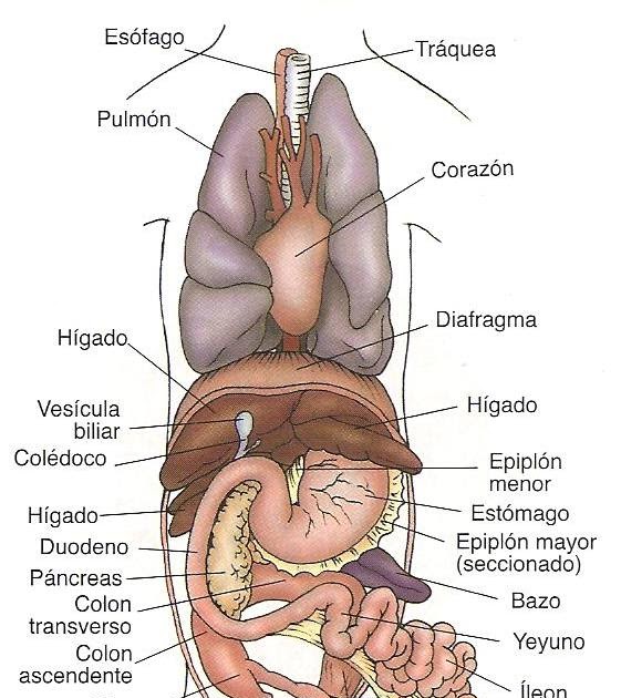 Sistema Digestivo Wikipedia