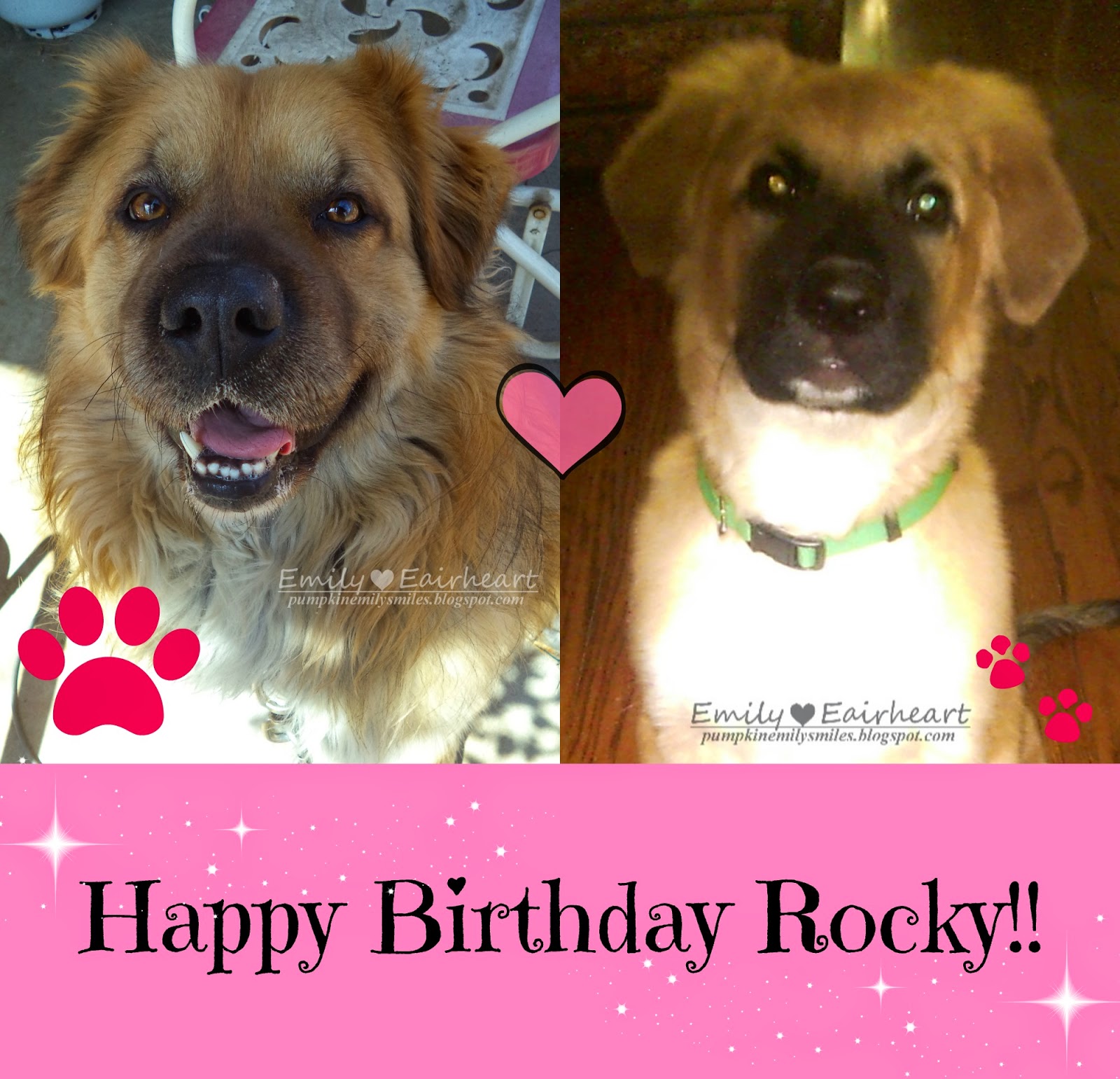 Rocky at four years old and a puppy German Shepherd and Golden Retriever Mix