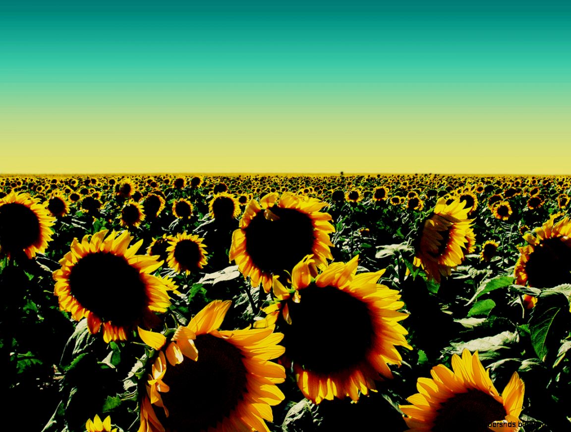 Sunflower Wallpaper 7040371 Sunflower Wallpaper 7040371