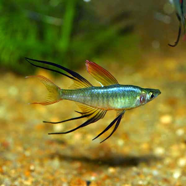 Ikan Threadfin Rainbowfish Dunia Akuarium