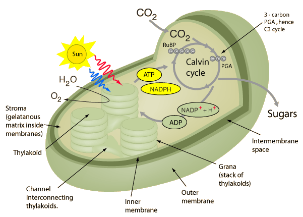Photosynthesis   mcwdn