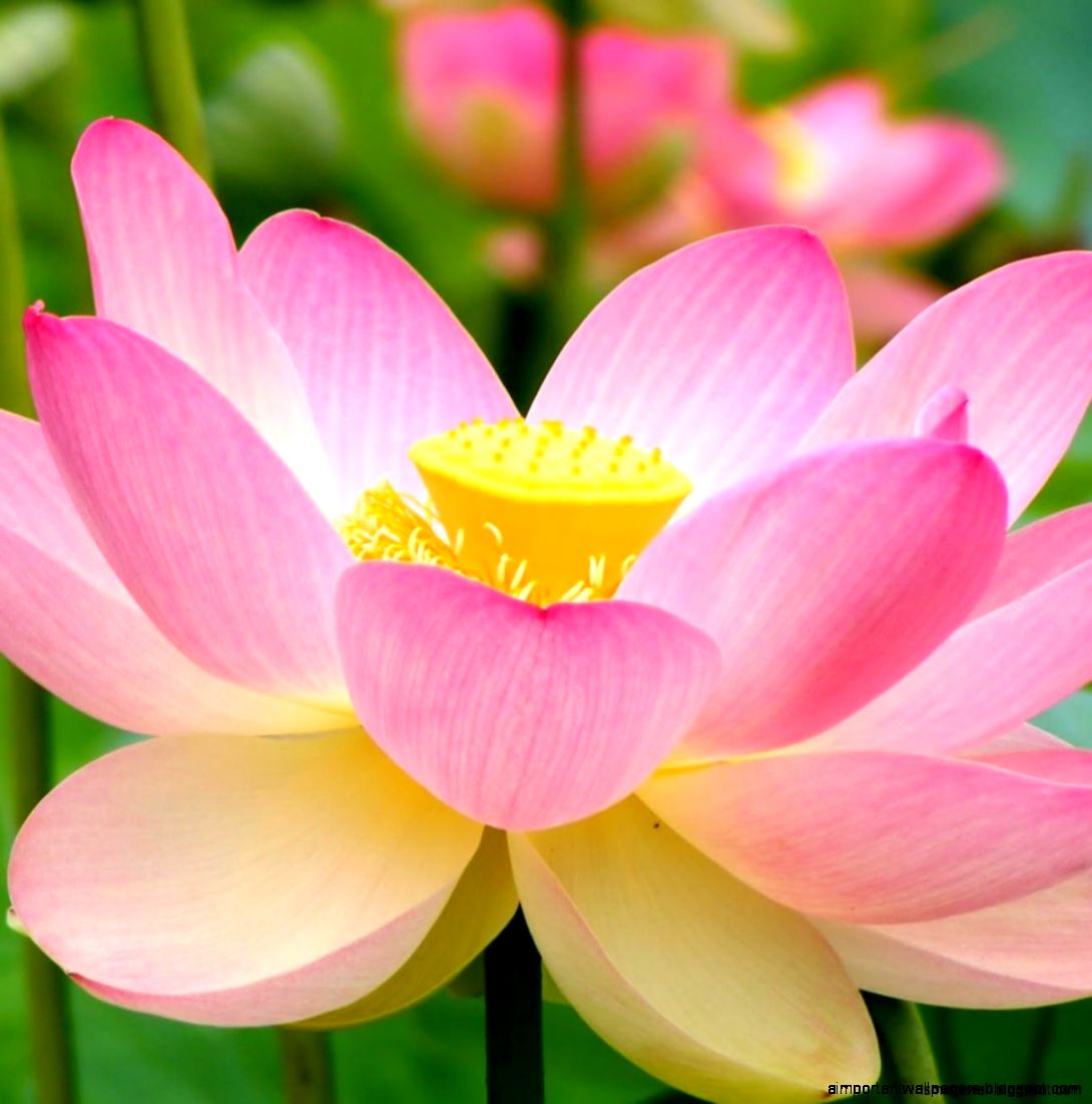 Nelumno Nucifera Open Flower Mega Wallpapers Nelumno Nucifera Open Flower Mega Wallpapers