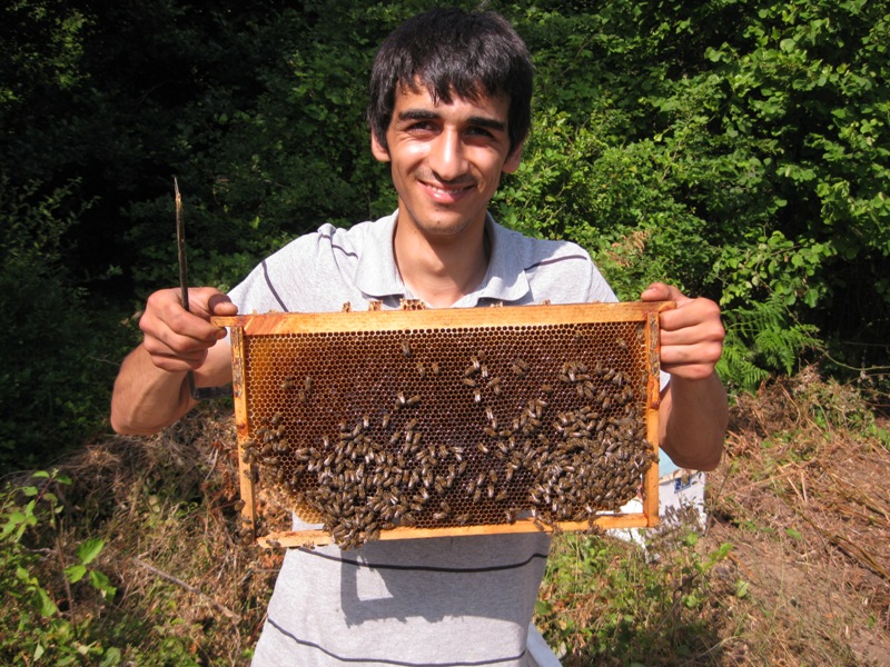 arici ali turk ve aricilik bilgileri blogger