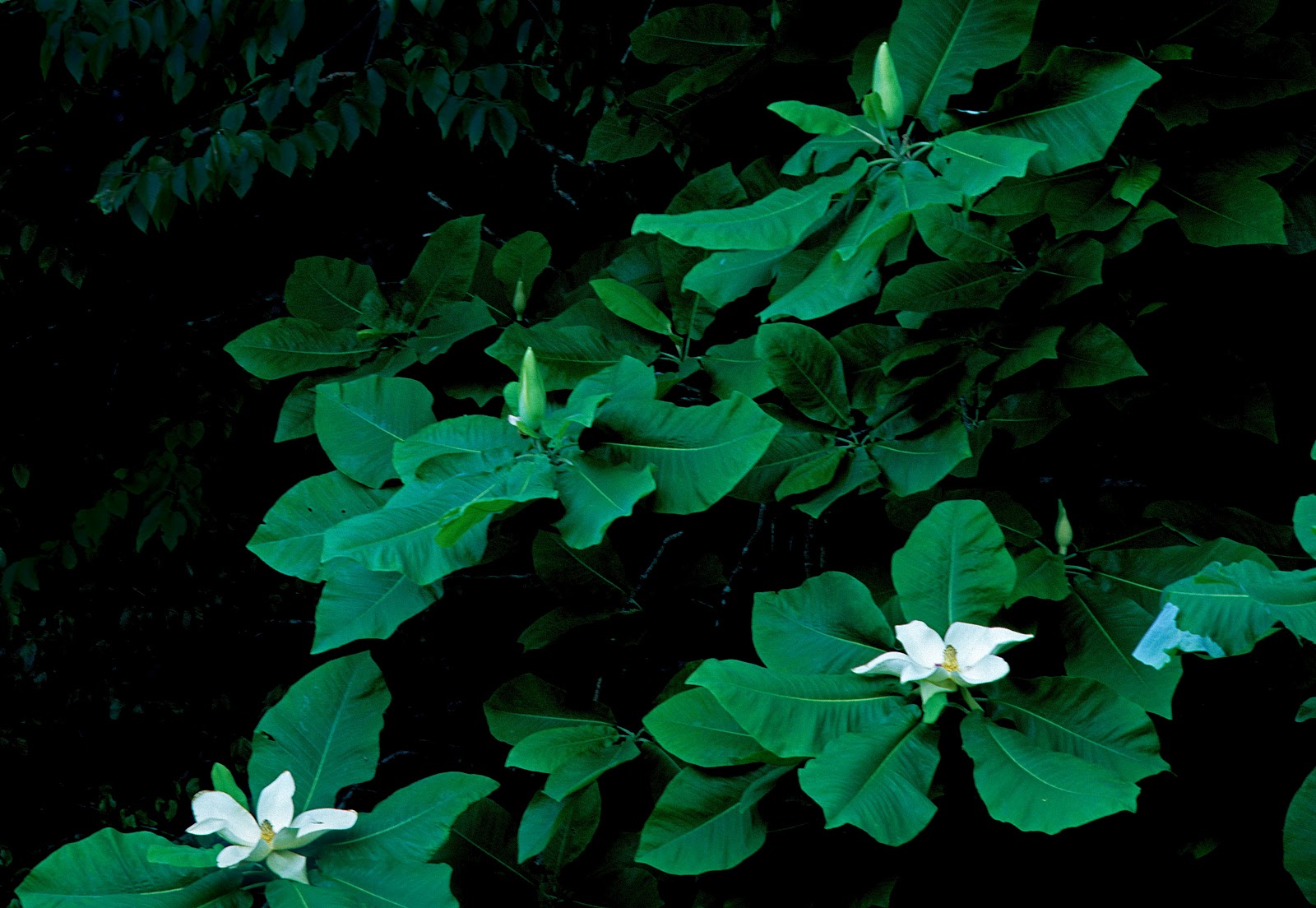 Kentucky Native Plant and Wildlife Plant of the Week Umbrella