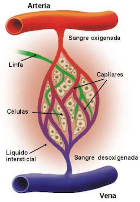 https://www.dropbox.com/s/xqwsceju5im9xfn/Corazon-%20Rosete.pdf?dl=0