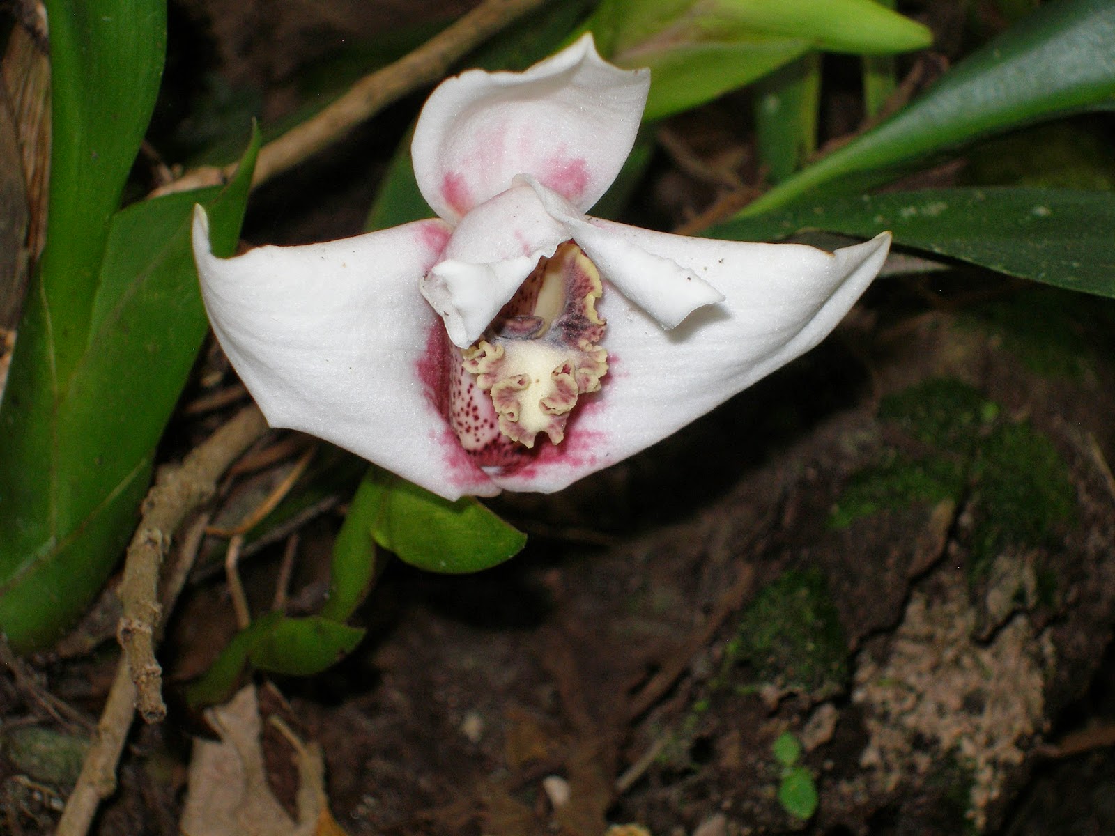 Ecuador Joannan silmin Ecuador in my eyes Amazing Amazon Rainforest