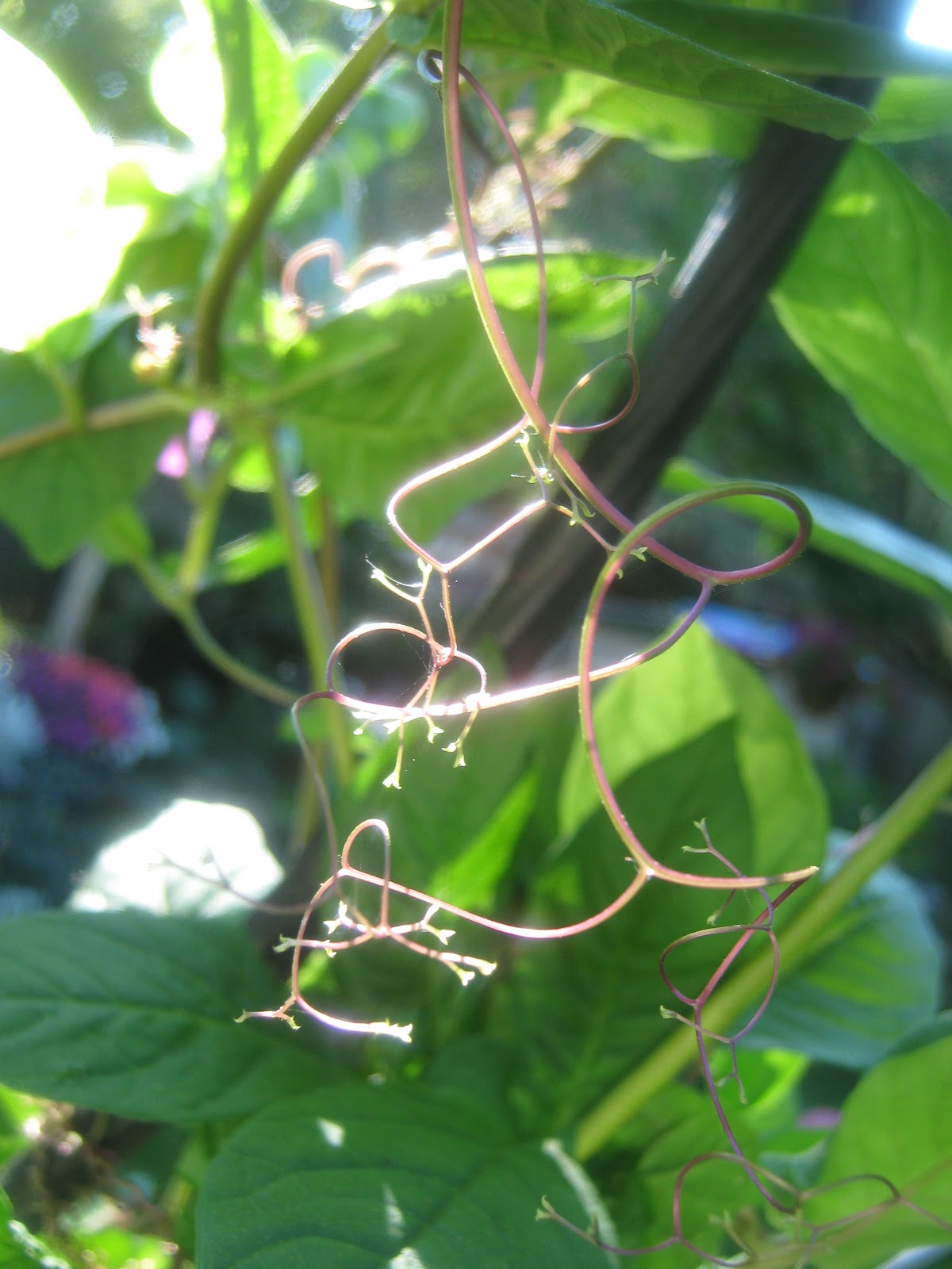 Rindy Mae Cup & Saucer Vine