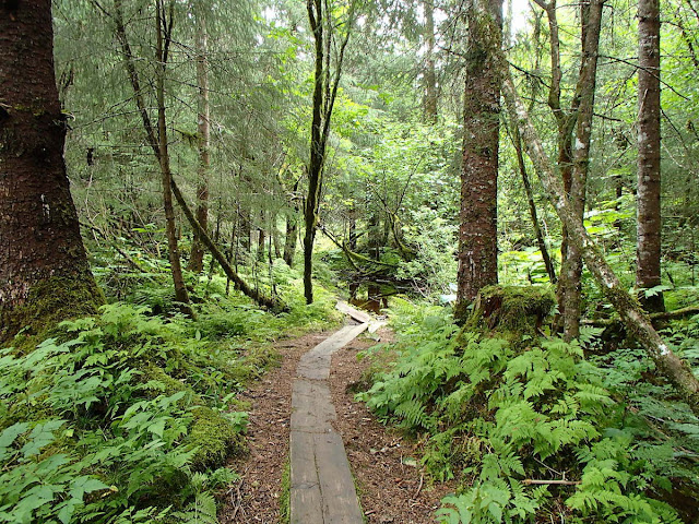 Boardwalk through the Forest