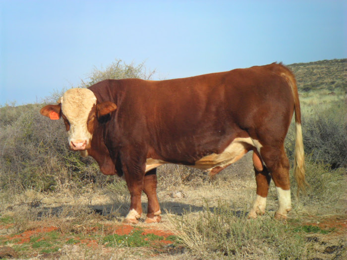 Ganza Son - Bull for sale