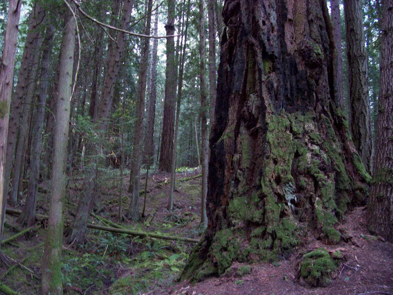 Vancouver Island Big Trees Victoria Region's Heritage Grove Trees