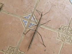 stick bug