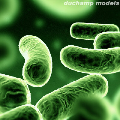 البكتيريا العصوية