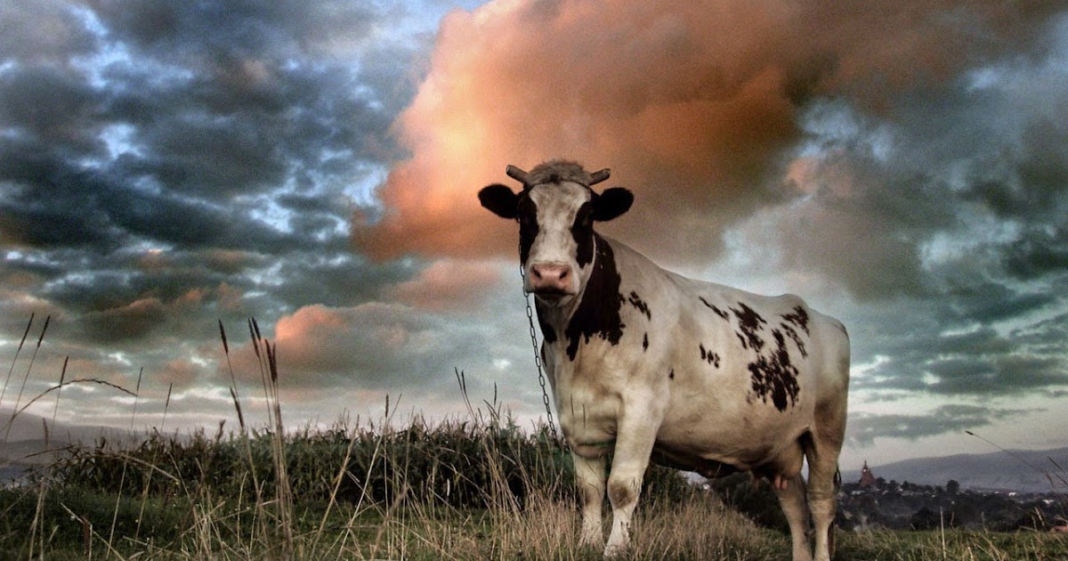 naim selcukbiricik in blog u kurban bayrami ingilizce anlatim