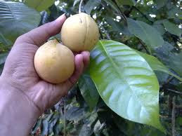 Buah-Buahan Malaysia Yang Makin Sukar Dijumpai ~ Kau Tahu ...