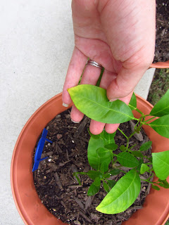 Citrus Tree Rescue | Bobbins of Basil Citrus Tree Rescue | Bobbins of Basil