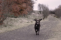 Dog_Neilston Pad Glasgow Dog_Neilston Pad Glasgow