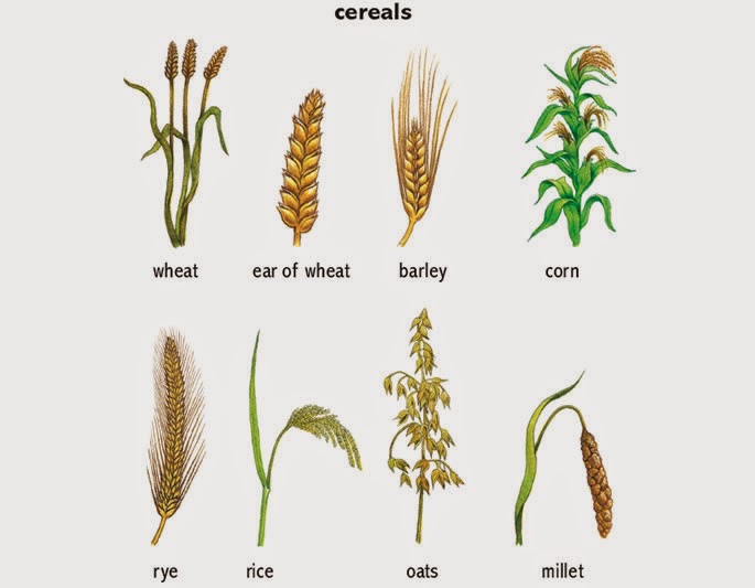 Let's Learn English Vegetables & Cereals