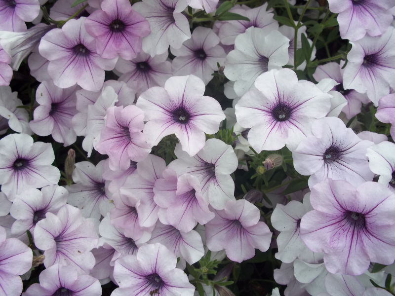 tidal wave petunias image search results tidal wave petunias image search results