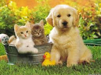 Seu "Pet" é bem-vindo!