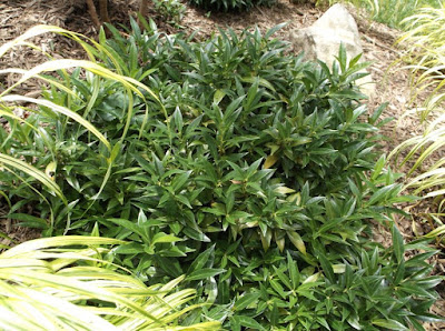 Garden Sense Evergreen Groundcovers