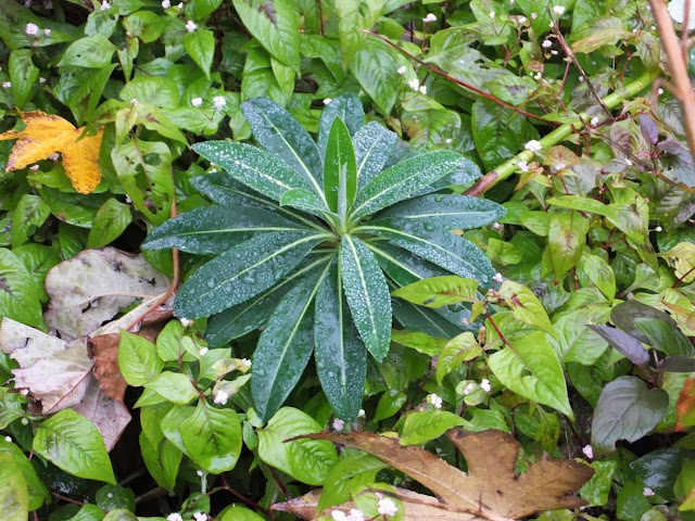 Euphorbia stygiana