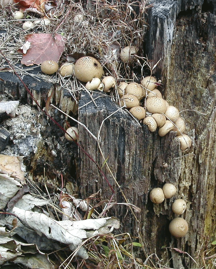 mushroom monday american lepiota are you loving publishing today