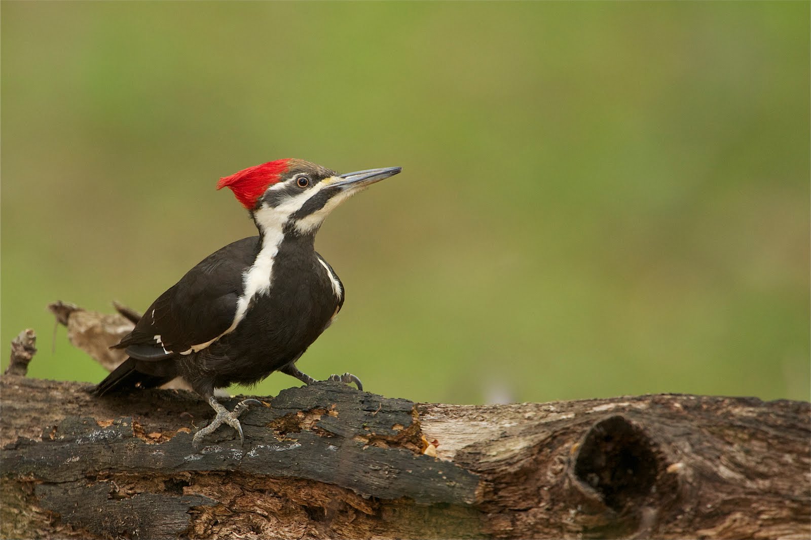 Back in the U.S.A. Pileated Woodpecker at Valley (Again)