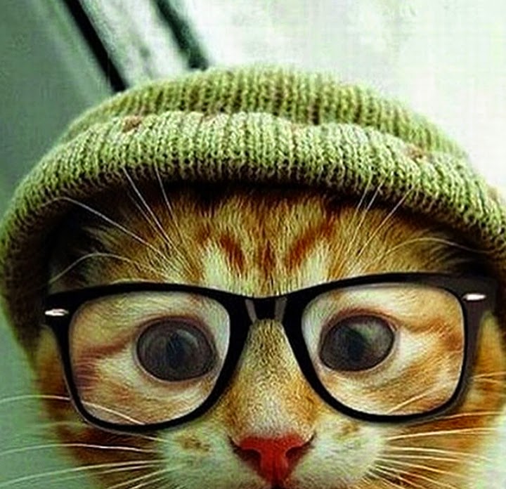 Gambar Kucing Comel et Lawak