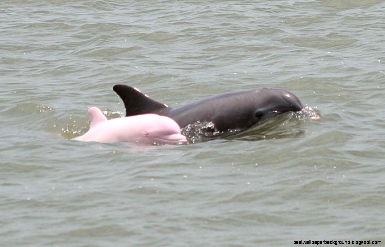 Free Dolphin Wallpaper Screensavers Pictures Videos And Site Free Dolphin Wallpaper Screensavers Pictures Videos And Site