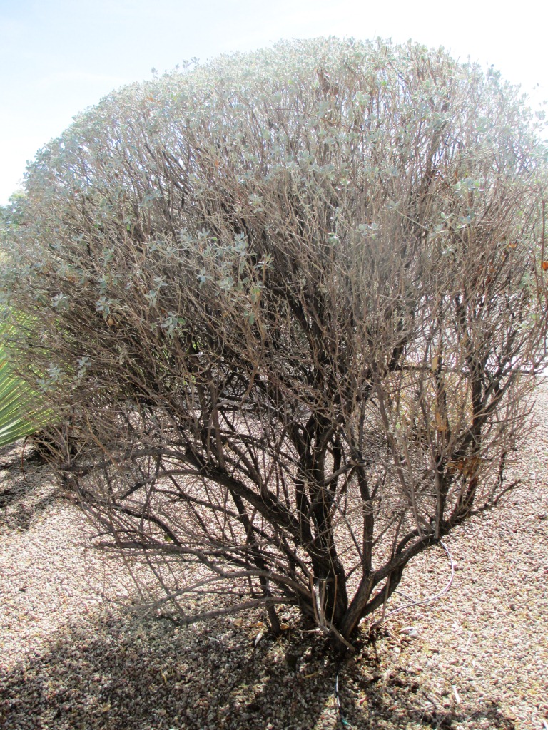 Xtremehorticulture of the Desert Texas Rangers Can Be Pruned Shorter