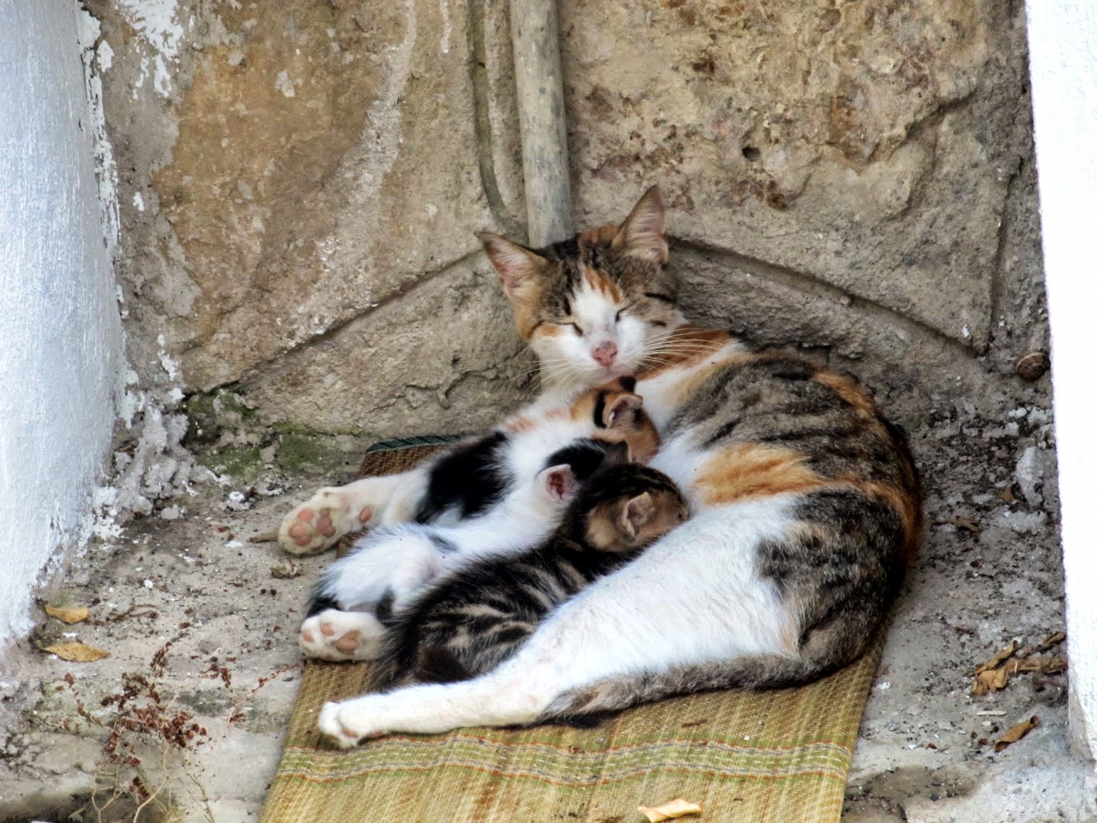 Cittaslow Botanik Park Kasım 2010