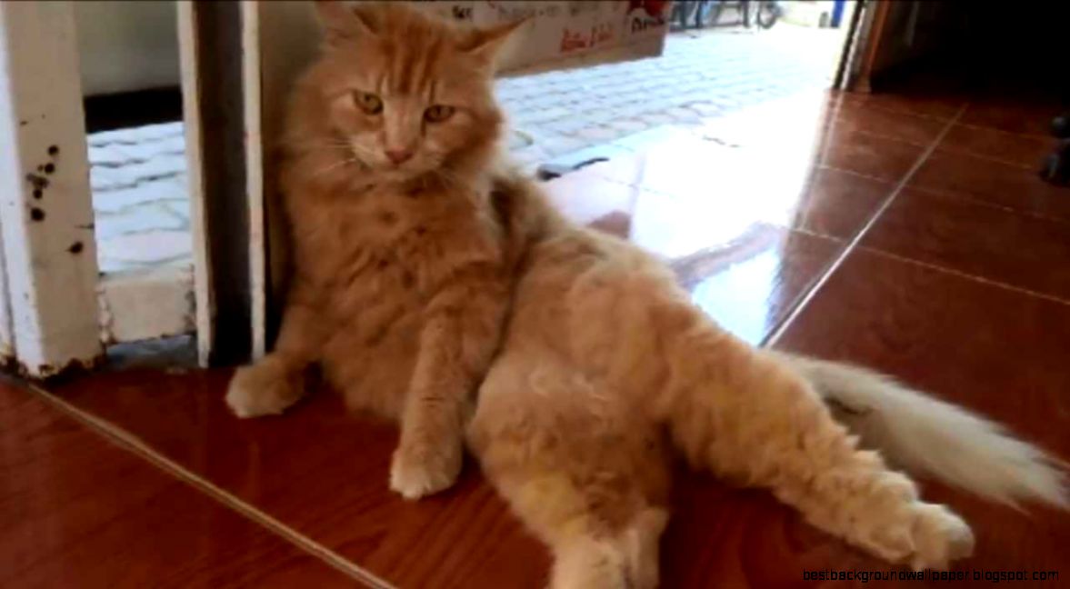 BIG FLUFFY KITTY LICKING ITSELF ★★★★★ CUTE BIG CAT GINGER BIG FLUFFY KITTY LICKING ITSELF ★★★★★ CUTE BIG CAT GINGER