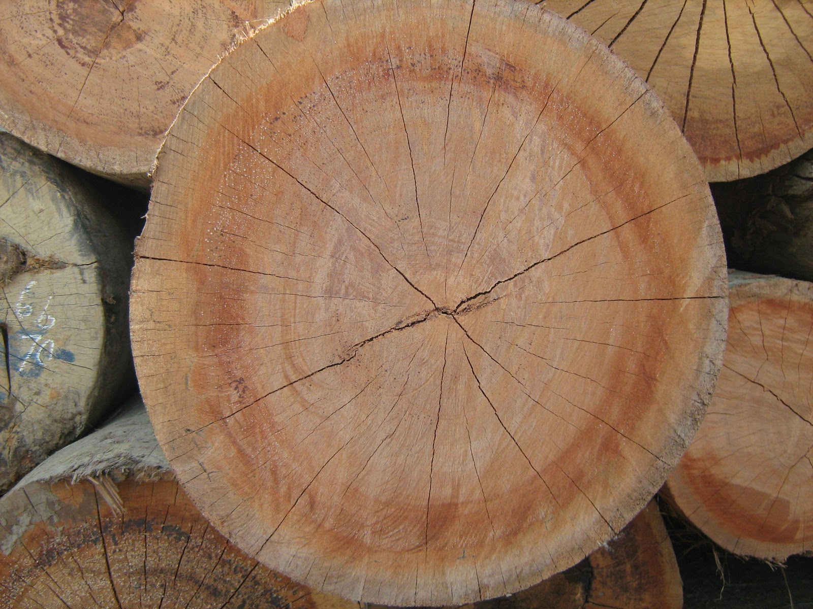 WOOD Keruing ( Dipterocarpaceae )