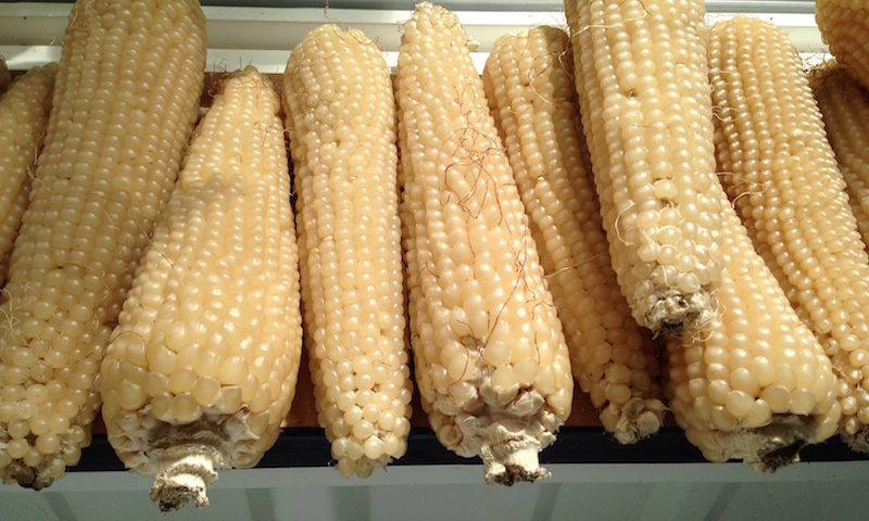 growing popcorn