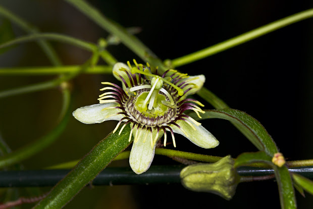 passiflora tenuiloba