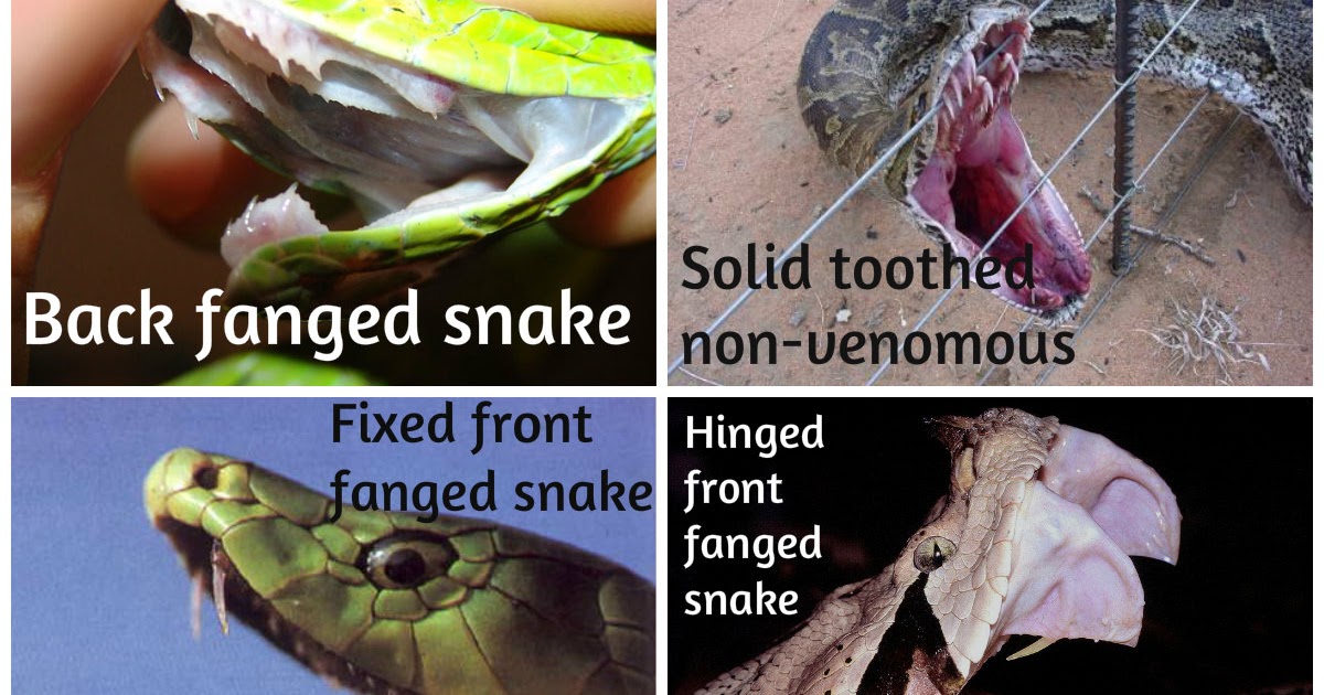 BEAUTY OF NATURE Snakes (Suborder Serpentes)