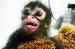 010-funny-animal-gifs-baby-monkey.gif