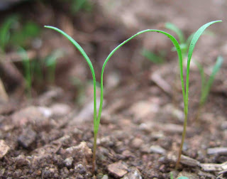 will frost kill carrot seedlings will frost kill carrot seedlings