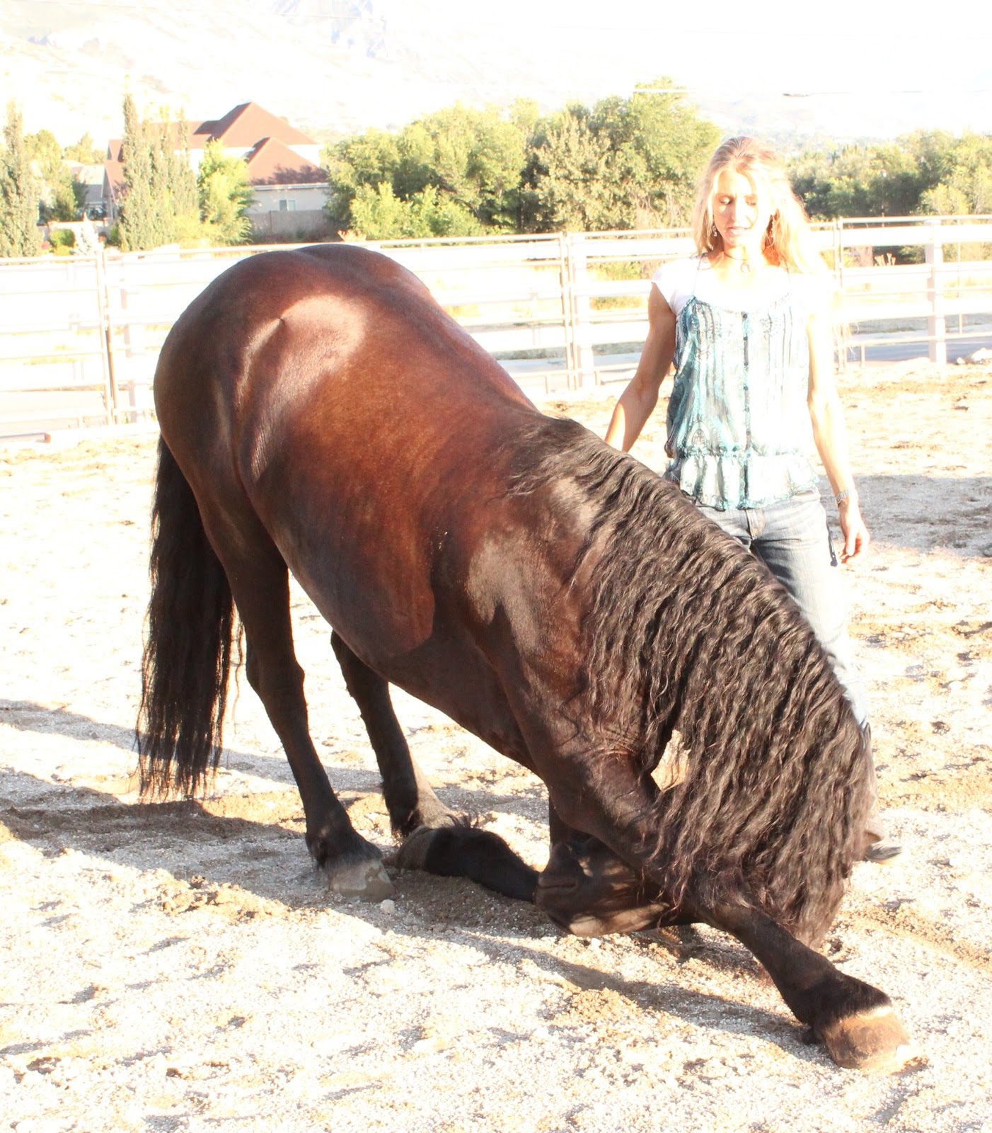 Royal Grove Stables Blog HOW TO TEACH A HORSES TO BOW