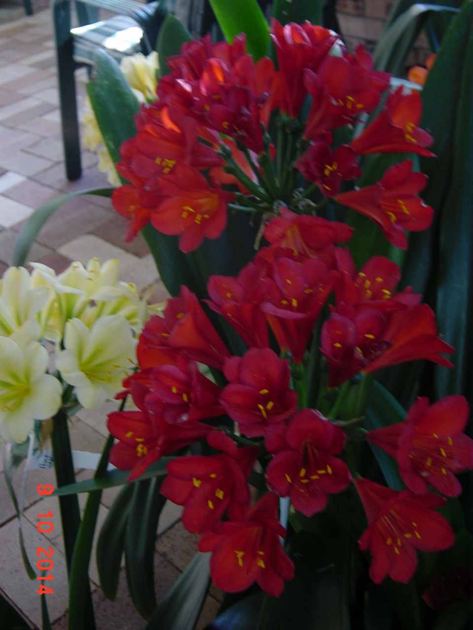 Clivias in Colour, Central Coast, NSW, Australia