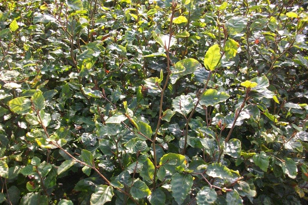 Les Jardins De La Poterie Hillen Notre Journee Au Jardin
