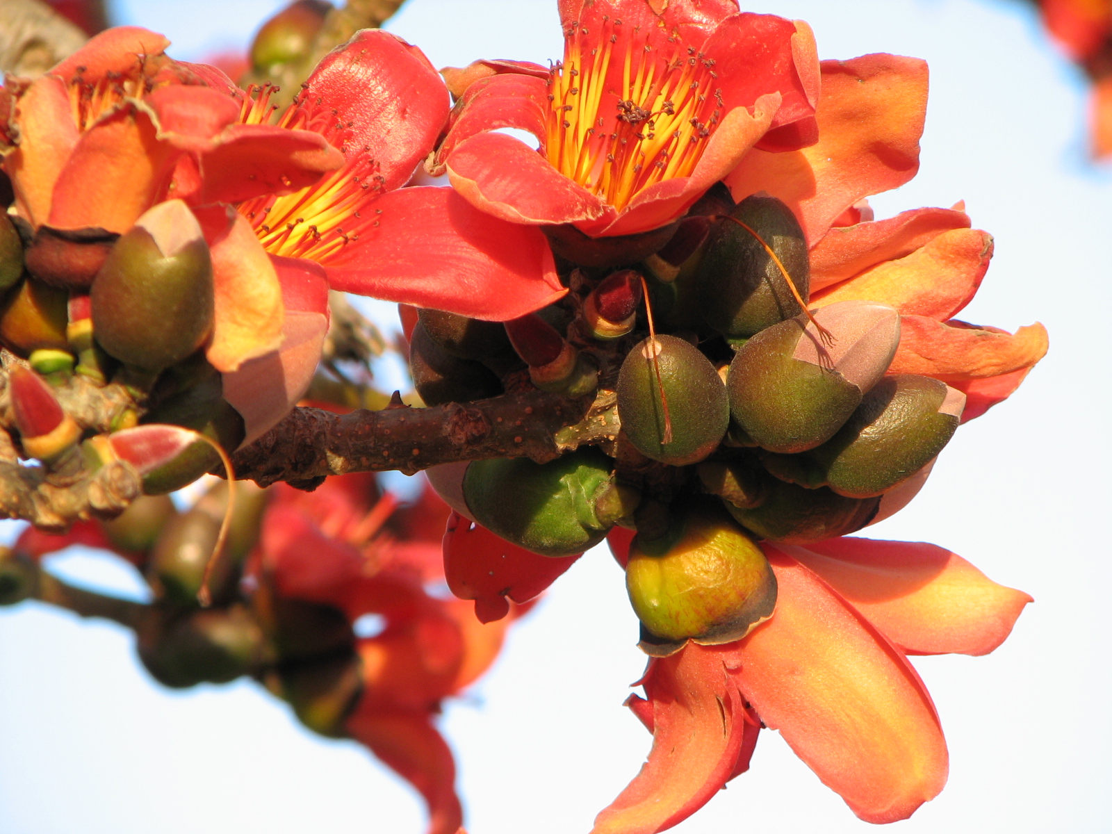 My Dry Tropics Garden Wordless Wednesday Silk Cotton Tree