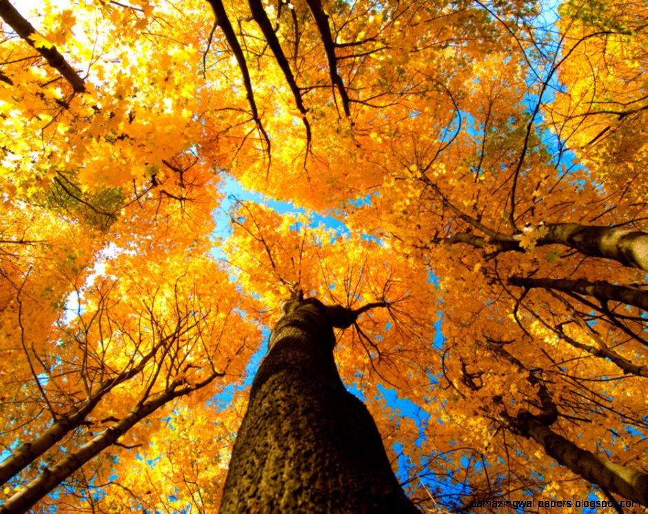 autumn leaves photo yellow blue fall tree warm tones by redtwine autumn leaves photo yellow blue fall tree warm tones by redtwine