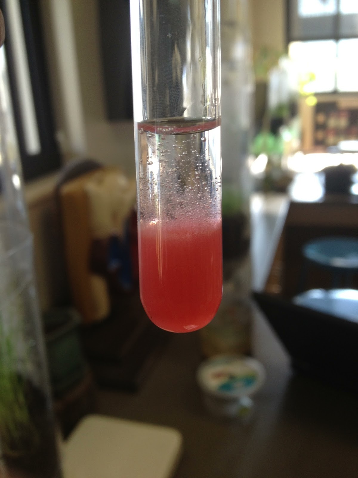 dna extraction strawberry