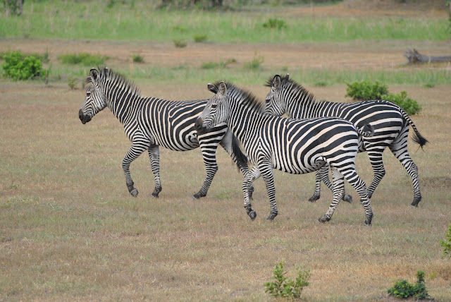 Mikumi National Park Tanzania