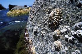 Pesca A Mare Un Esca A Costo Zero La Patella